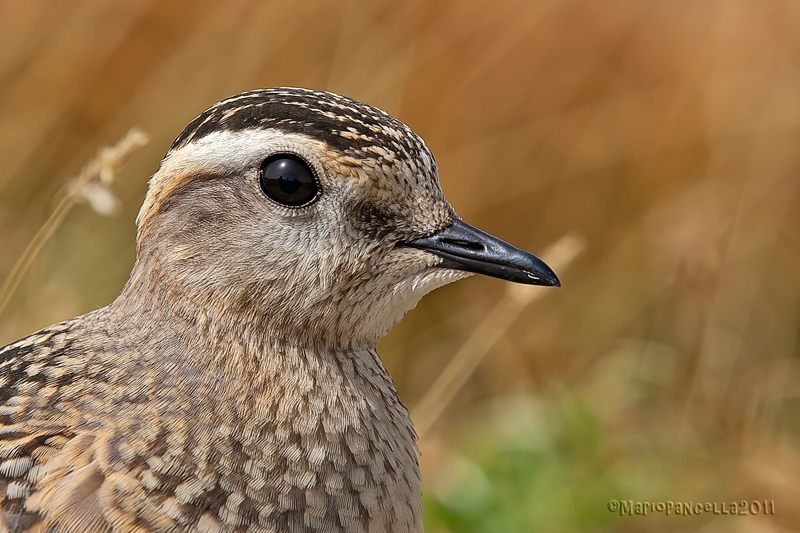 Piviere tortolino (Charadrius morinellus)